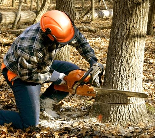 Tree Removal in North Montpelier, VT